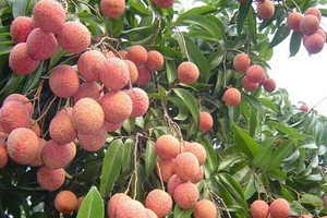 預計北江省今年荔枝產量達18萬噸，比去年增多1萬5000噸。（圖源：杜香）