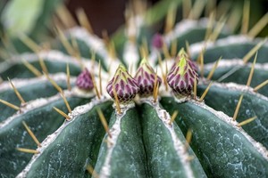 既耐熱又耐旱的仙人掌。（圖源：互聯網）