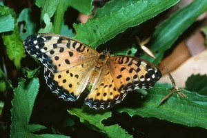 這是澳洲斐豹蛺蝶的資料照片。（圖源：新華社）