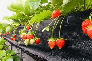 （示意圖源：互聯網） 