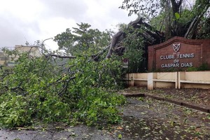 一棵大樹遭旋風吹倒。（圖源：互聯網）