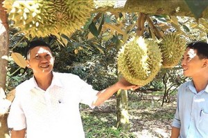 同奈省隆慶市保蓮坊的一名農民與其榴蓮果園。