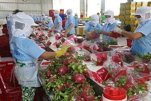 越南火龍果外銷印度市場。