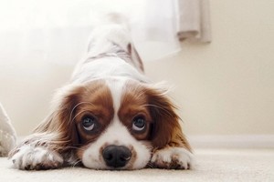 （示意圖源：互聯網） 