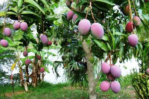 澳洲芒果園一隅。（圖源：秋莊）