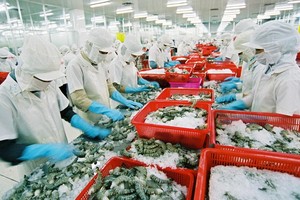 圖為黑虎蝦粗加工工段。