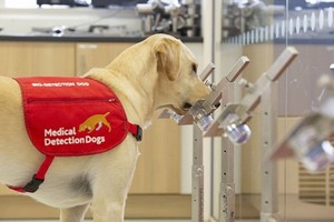 狗隻嗅出新冠肺炎患者　準確度逾 9 成