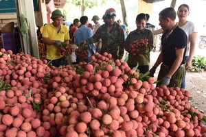北江省農民收成荔枝後準備出售。（圖源：秋莊）