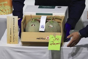 當地時間5月24日，日本北海道札幌市，批發市場裡的兩個“夕張蜜瓜”以270萬日元（約合16萬元人民幣）的最高價格被拍賣成功。（圖源：互聯網）