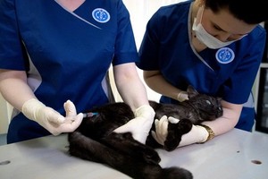 俄國莫斯科一間寵物診所獸醫廿六日為一隻寵物貓施打該國生產的動物用新冠疫苗Carnivac-Cov。（圖源：路透社）