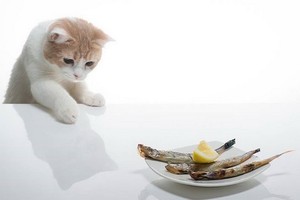 （示意圖源：互聯網） 