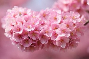 （示意圖源：互聯網） 