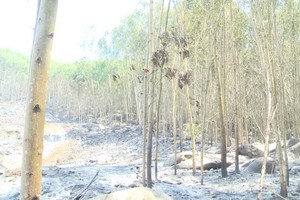 圖為去年5月廣義省金合歡樹林發生火警燒毀了3公頃金合歡樹。（圖源：視頻截圖）