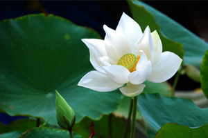 （示意圖源：互聯網） 