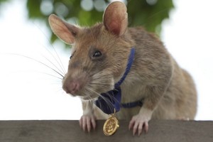 非洲巨鼠真川。（圖源：互聯網）