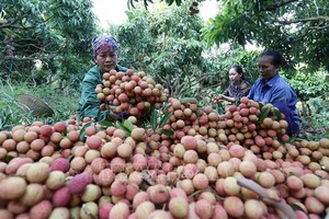 北江荔枝銷往國內外市場。（圖源：越通社）