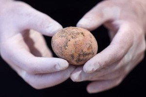  當地時間6月9日，以色列古物管理局宣佈考古學家發現了一枚保存較為完整的千年雞蛋。（圖源：互聯網）