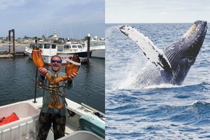 專捕龍蝦的美國漁夫派卡德說，他被吞進一隻座頭鯨的嘴裡，幸而生還。（左圖取自Provincetown Community Space臉書社團facebook.com，右圖取自Unsplash圖庫）