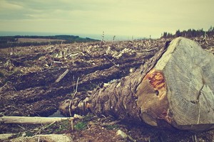最新數據顯示，5月份亞馬遜雨林地區的森林砍伐量較去年同期猛增67%。（示意圖源：Pixabay）