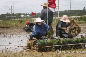 FAO：預計朝鮮今年將缺糧86萬噸。（示意圖源：韓聯社）