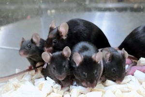 太空冷凍老鼠精子成功育出168 隻後代