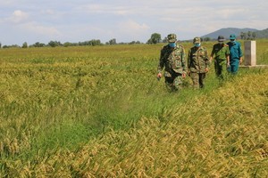 安江省邊防部隊在邊境田野便道上進行巡邏。（圖源：VOV）