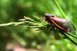 （示意圖源：互聯網）