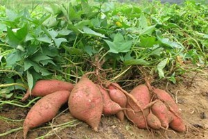 （示意圖源：互聯網）