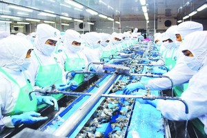 金甌省明富水產廠的出口蝦隻加工一瞥。