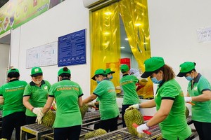 各家企業今年開拓新的出口市場，所以榴槤豐收和價格上升。