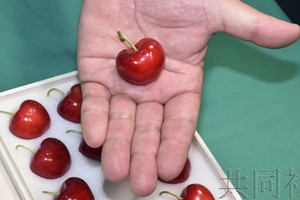 日本青森櫻桃拍出每顆 3 萬日元高价