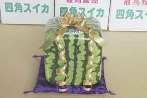 日本方形西瓜上市