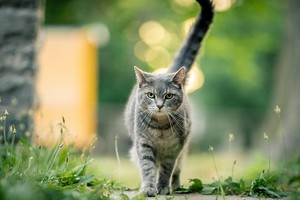 （示意圖源：互聯網） 