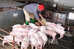 河省靖多地的非洲豬瘟疫情已得到有效控制。（示意圖源：越通社）