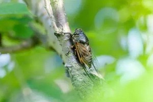 （示意圖源：互聯網） 