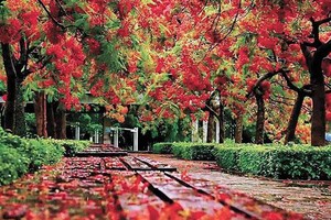 又是鳳凰花開的時候