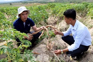 木薯花葉病造成塊根不能膨大，從而產量大大降低。（圖源：越通社）