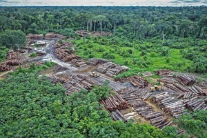 氣候科學研究論文指出，森林砍伐和區域氣候變化可能威脅到亞馬遜雨林大氣中碳的緩衝潛力。（圖源：互聯網）