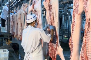 本市保障豬肉產品供應