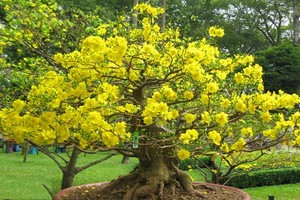 （示意圖源：互聯網）