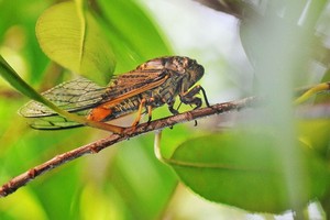 （示意圖源：互聯網）