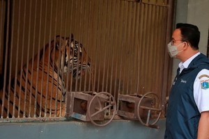 印度尼西亞官員１日表示，兩隻蘇門答臘虎在感染新冠病毒後正在雅加達動物園康復，他們正在調查這些極度瀕危動物的患病原因。（圖源: AP）