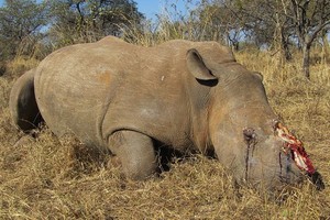 南非今年前六個月至少有249頭犀牛慘遭盜獵者殺害。（圖源: 互聯網）
