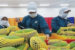 越南芒果出口多國市場。（圖源：VOV）