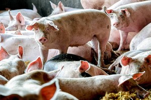 韓國非洲豬瘟中央事故處理本部8日表示，位於江原道高城郡的一家養豬場當天發現非洲豬瘟(ASF)確診病例。（圖源：EPA）