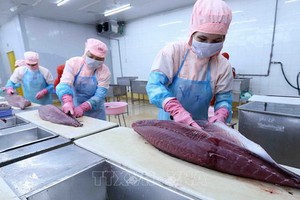 魚片加工。（圖源：越通社）