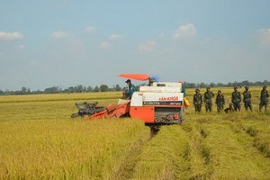 330 師戰士們協助農民收割稻穀。（圖源：寶斗）