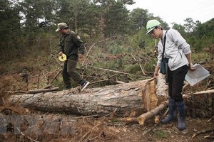 職能力量在測量一棵被非法砍倒的大樹。（圖源：越通社）