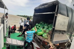 南部各省逾 40 萬噸農產品滯銷。（圖源：VOV）
