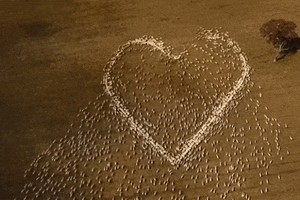 農夫訓練數千隻羊圍成愛心　紀念已故親人